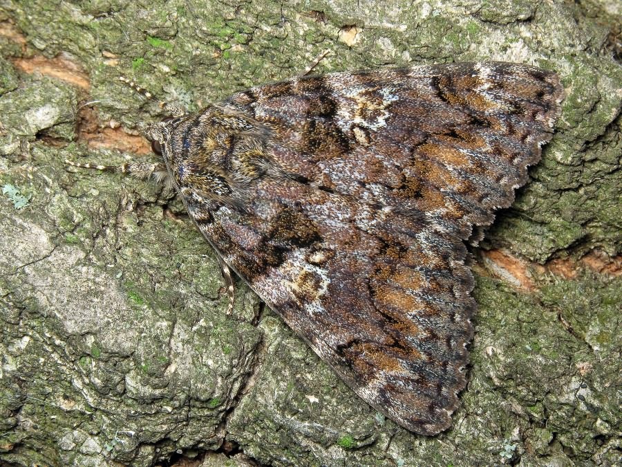 Catocala sponsa (Linnaeus, 1767)